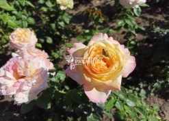 Цветение розы Глория Дей