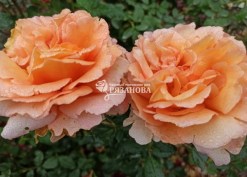 Фото соцветия розы Луи де Фюнес