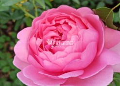 Фото цветка английской розы Принцесса Александра оф Кент