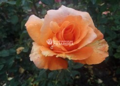 Фото цветка розы Луи де Фюнес