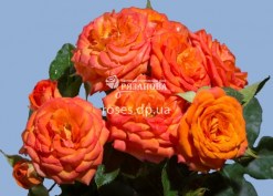 Соцветие розы Оранж Беби