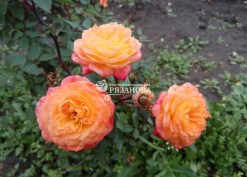Фото соцветия бордюрной розы Бэби Маскарад