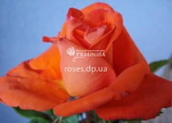 Чайно-гибридная роза Наранга