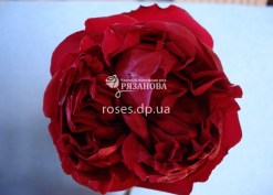 Парковая роза Ред Эден