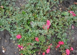 Куст почвопокровной розы Роди