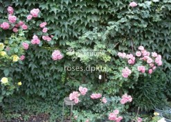 rosarium-utersen1