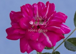 Фото розы Роди