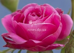 roses-2