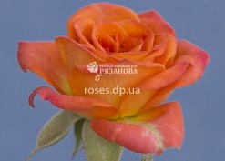 Фото цветка патио розы Оранж Беби