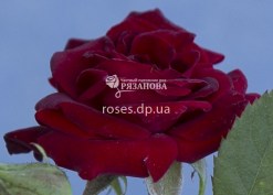 Цветок розы Ред Маг