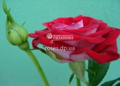 Сорт розы Руби Стар