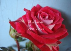 Фото цветка розы Руби Стар
