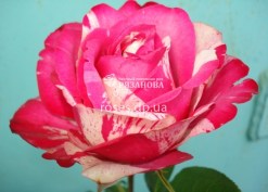 Фото цветка розы Сатин