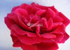 Фото цветка плетистой розы Симпати