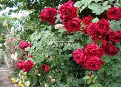 Фото цветения плетистой розы Симпати