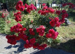 Фото соцветия плетистой розы Симпати