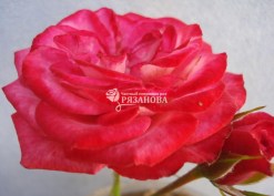 Фото цветка чайно-гибридной розы Софи Лорен