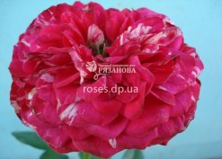 Полосатая роза