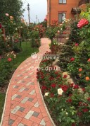Алея из штамбовы роз и роз Торнадо