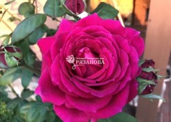 Цветок чайно-гибридной розы Биг Парпл