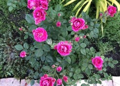 Фото куста патио розы Карат