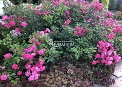 Фото кустов почвопокровной розы Лавли Фейри