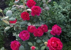 Куст чайно-гибридной розы Биг Парпл
