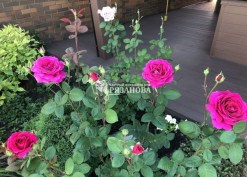 Цветение куста чайно-гибридной розы Биг Парпл