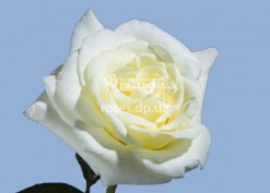 Цветок розы Вирджиния