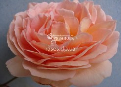 Абрахам Дерби плетистая роза