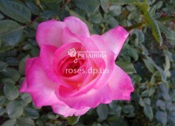 Цветок плетистой розы Арлекин
