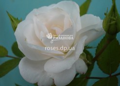 Цветок розы Аспирин