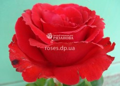 Цветок розы Биг Малина