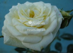 Фото цветка белой бордюрной розы