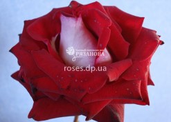 госпел