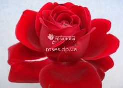 Чайно-гибридная роза Гранд Амор