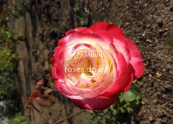 Чайно-гибридная роза Дабл Делайт
