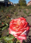 Сорт розы Императрица Фарах