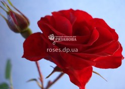 Фото цветка красной почвопокровной розы