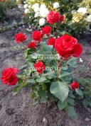 фото красной спрей-розы