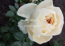 Фото цветка розы Лионс