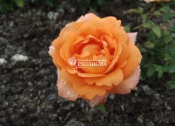 Фото цветка чайно-гибридной розы Луи де Фюнес