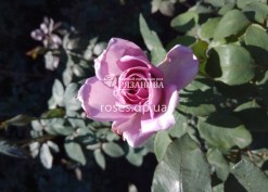 Цветок розы Майнцер Фастнахт
