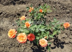 Куст розы Оранж Беби
