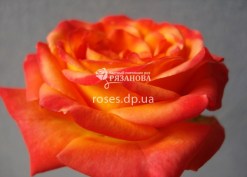 Фото цветка розы Оранж Беби