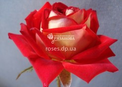 Цветок розы Нью Фешн