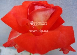 Сорт розы Оранж Аполло