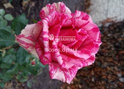 Цветок розы Пинк Интуишн