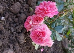 Фото соцветия розы Пинк Свани