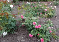 Куст розы Пинк Свани